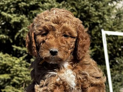 Mini Multigen Goldendoodles- Ready!