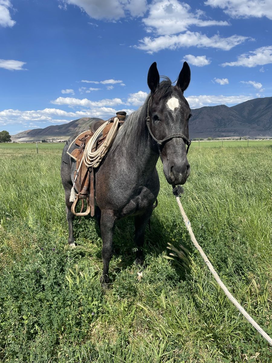 Three year old magnetic cat gelding