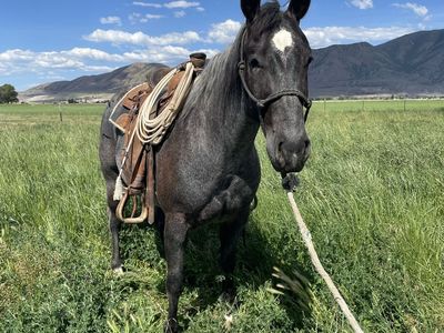Three year old magnetic cat gelding
