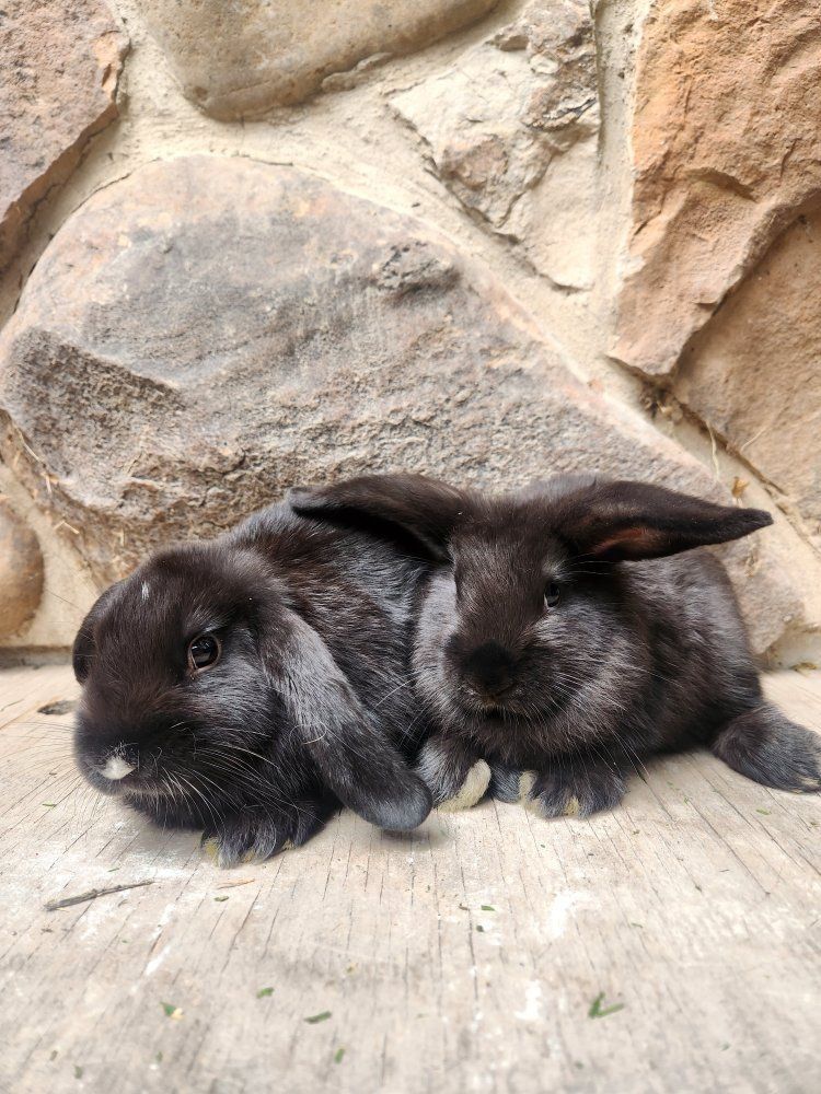 Sweet Rex/Holland Lop Mix Females
