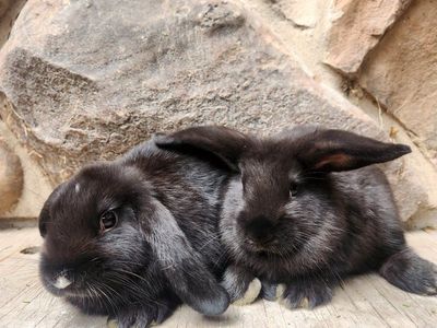 Sweet Rex/Holland Lop Mix Females