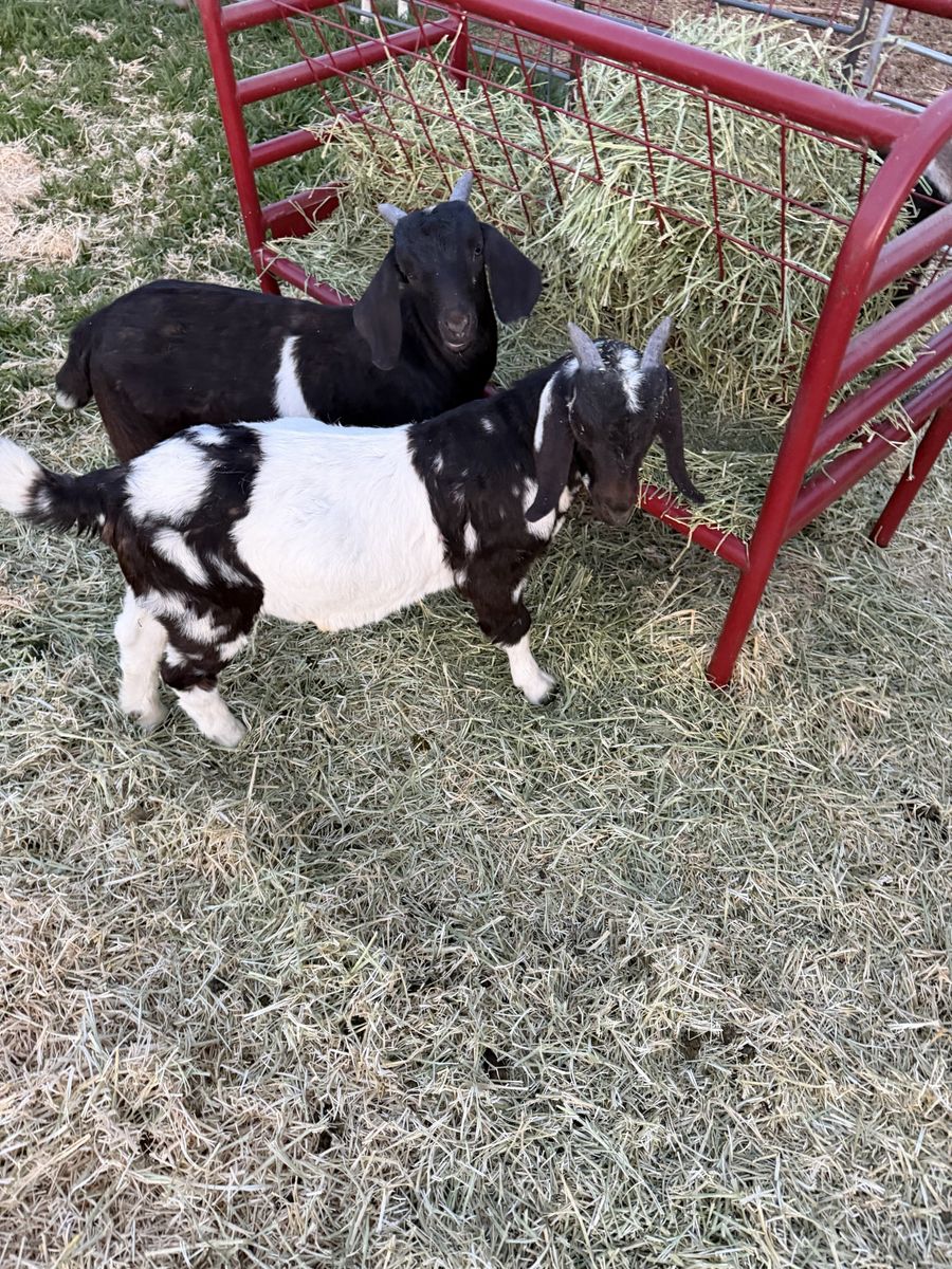 Boer buckling