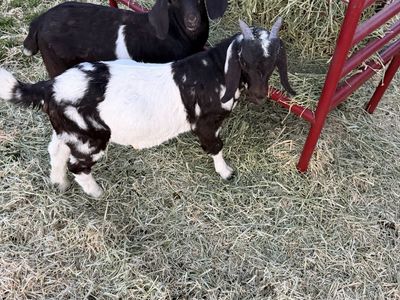 Boer buckling