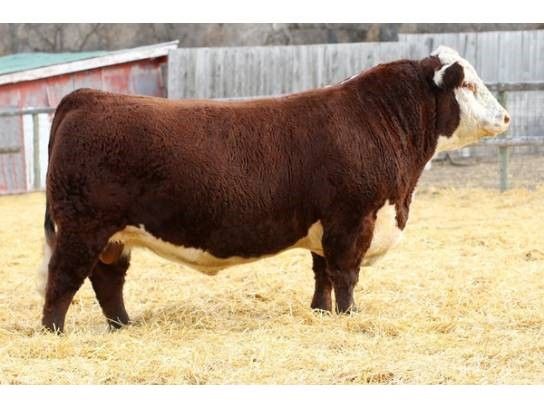 Hereford semen