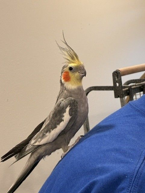 Cockatiel and cage