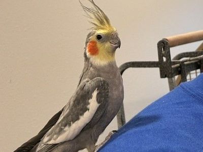 Cockatiel and cage