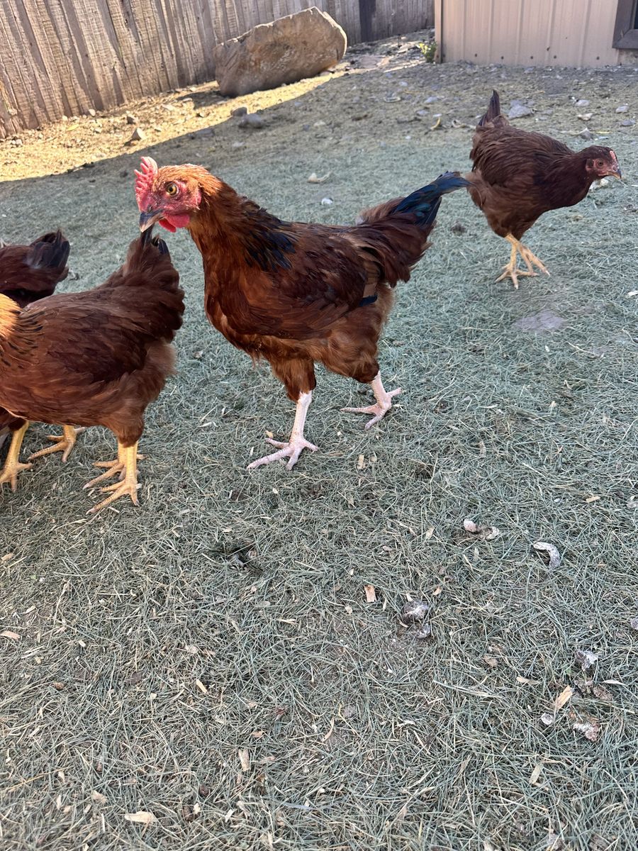 Free 12-Week-Old Roosters