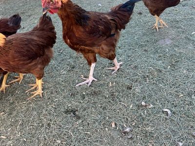 Free 12-Week-Old Roosters