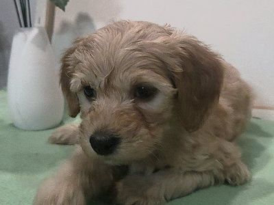 Mini Goldendoodle