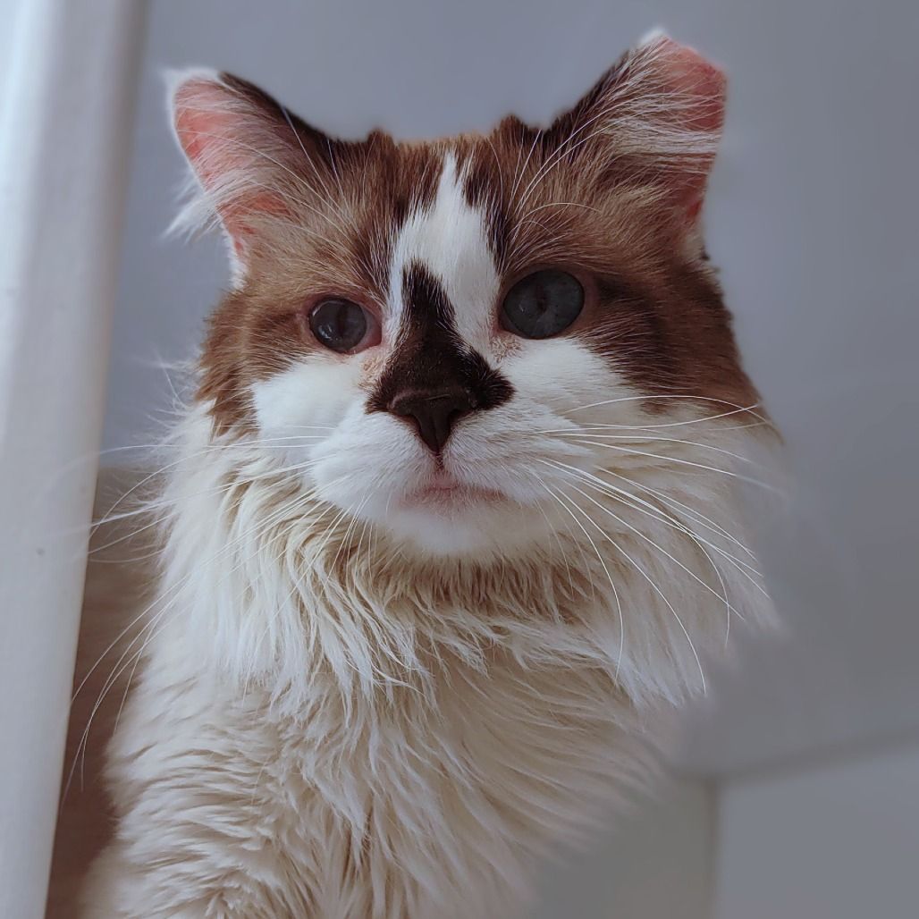 Hello my name is Catty