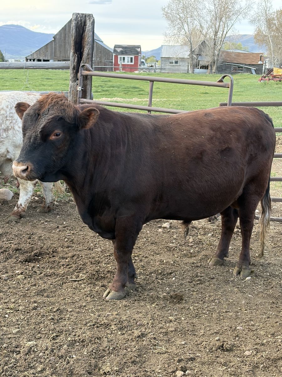 Registered Dexter Bull for sale