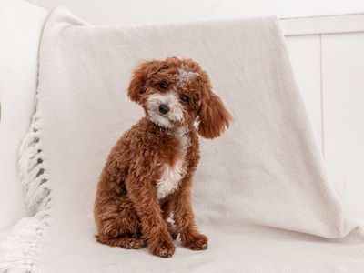 5lb Micro Goldendoodle Stud