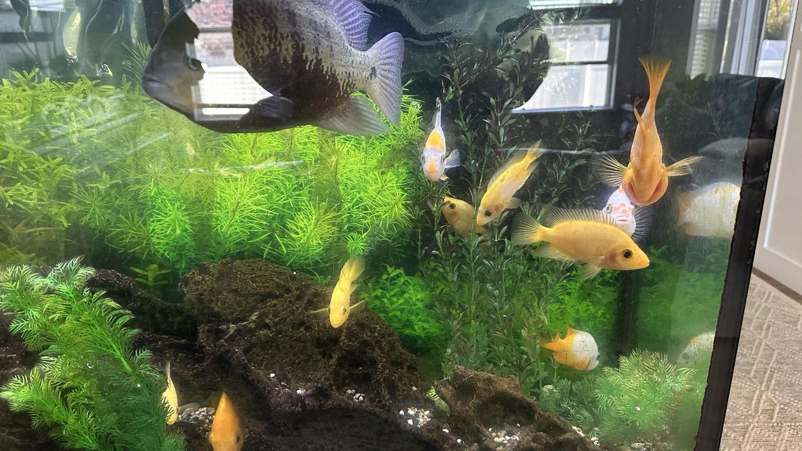 Red devil cichlids 