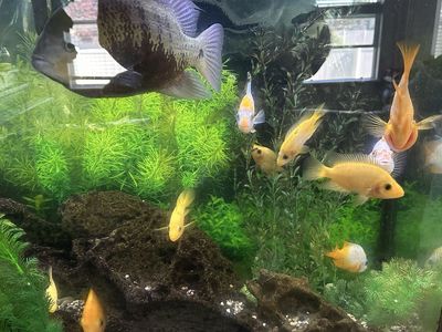 Red devil cichlids