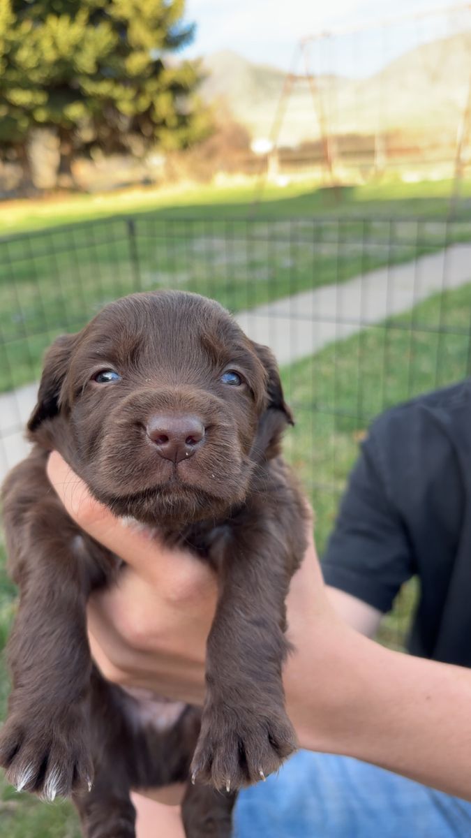Mini Aussie/boykin spaniel puppies