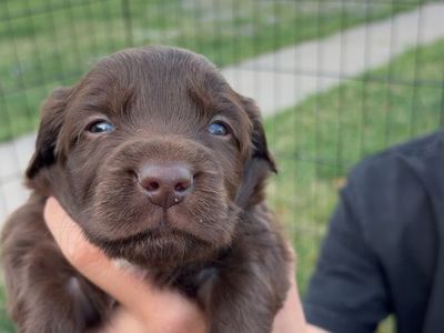 Mini Aussie/boykin spaniel puppies