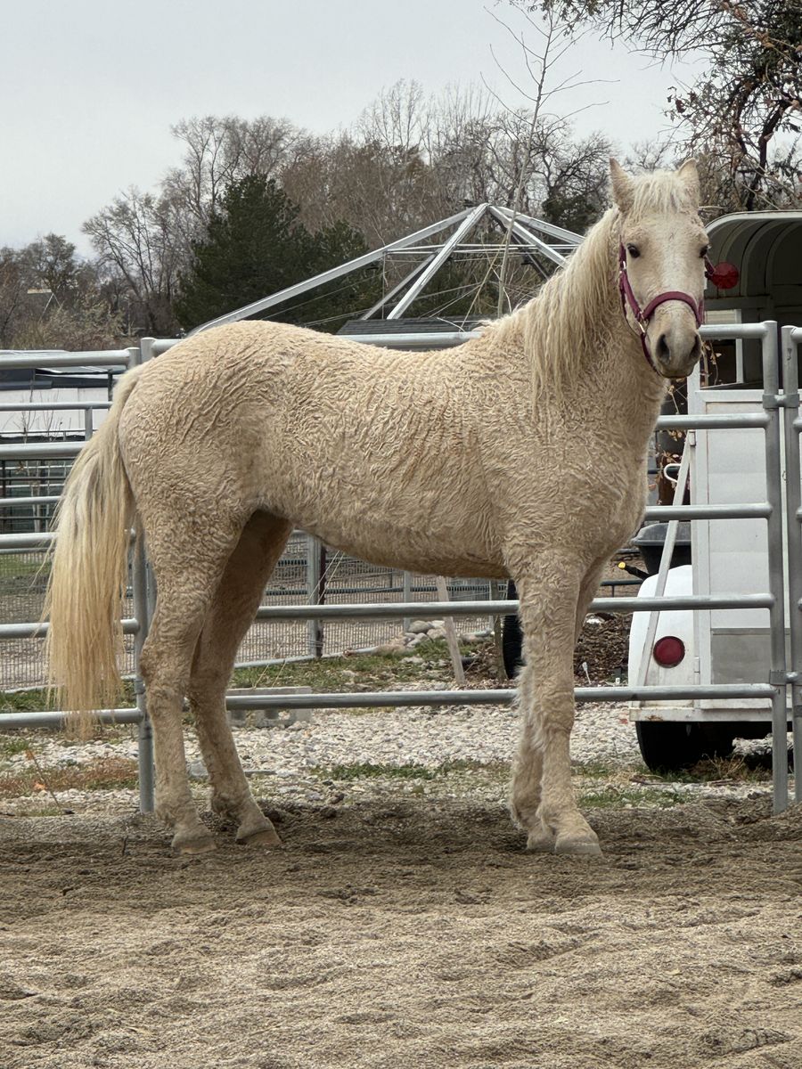 Registered Missouri Fox Trotter Curly Palomino Mare, 4 years, 14.2+hh, under saddle