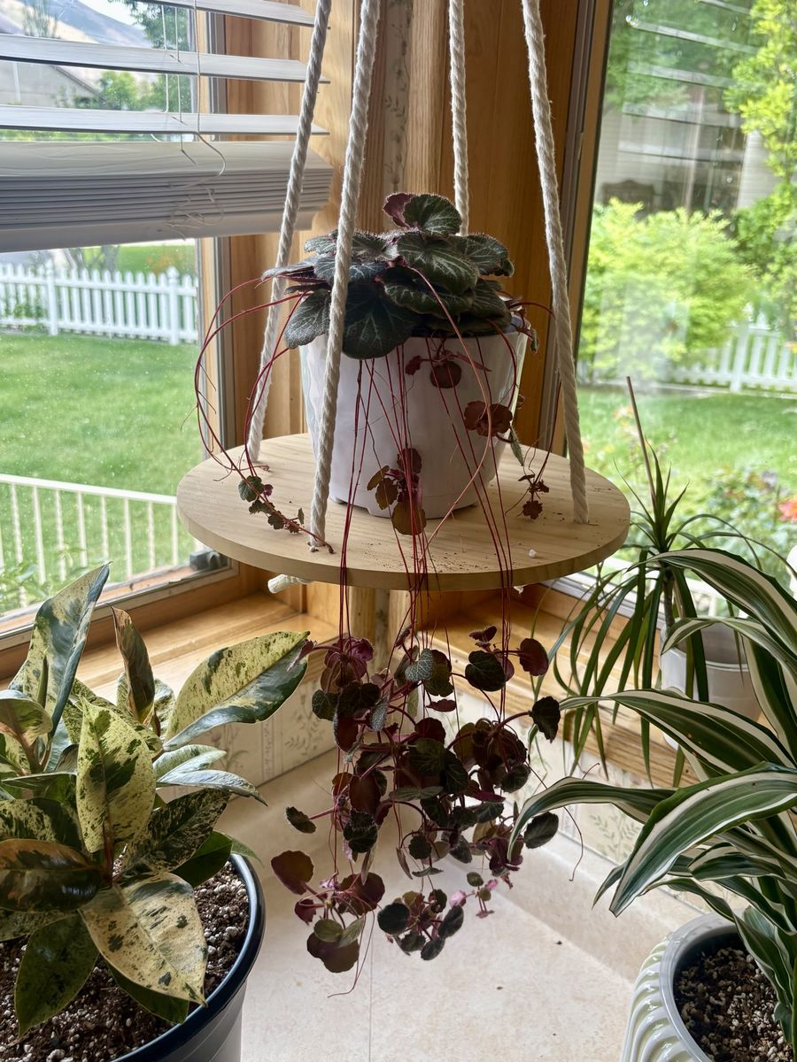 Potted Strawberry Begonia House Plant (1st pic is the mother plant)