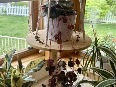 Potted Strawberry Begonia House Plant (1st pic is the mother plant)