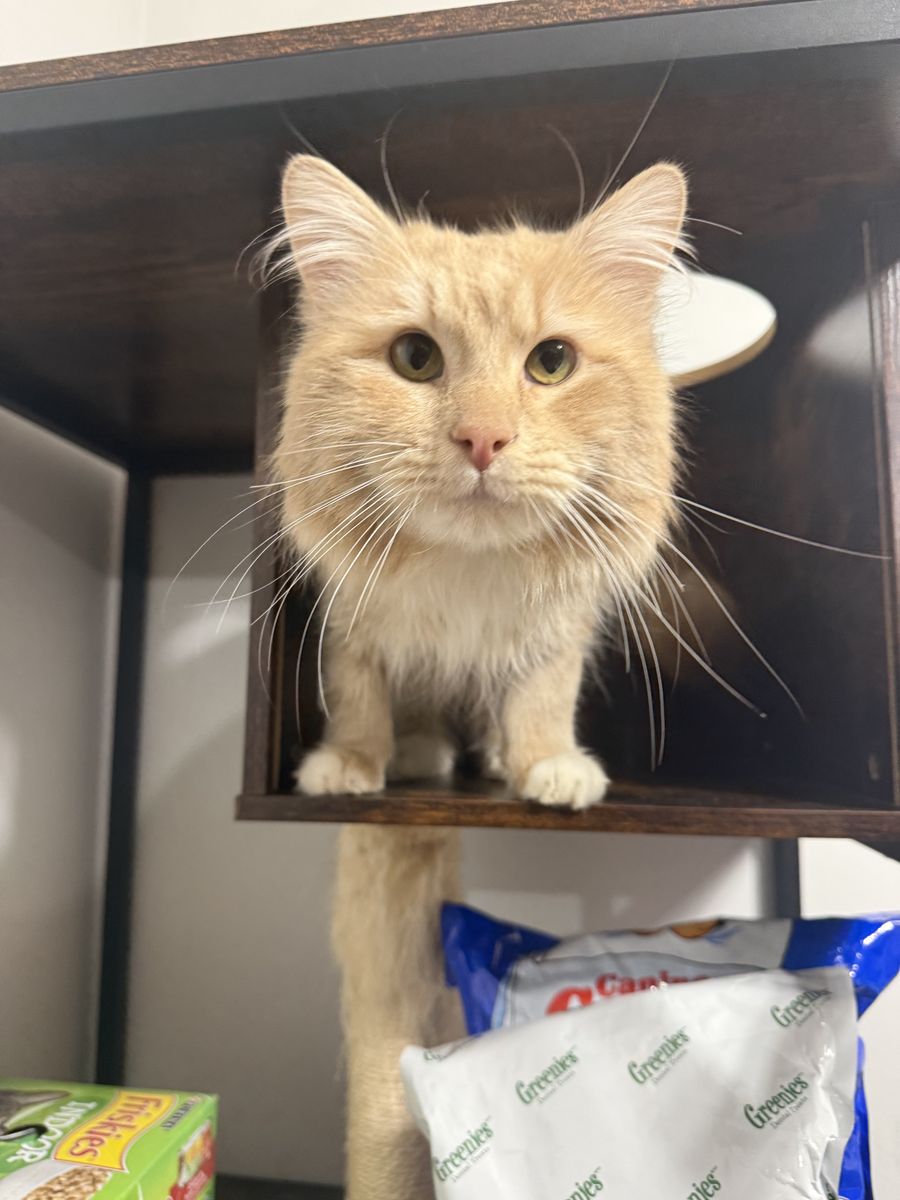 1.5 year old Orange Tabby