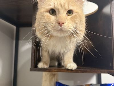 1.5 year old Orange Tabby