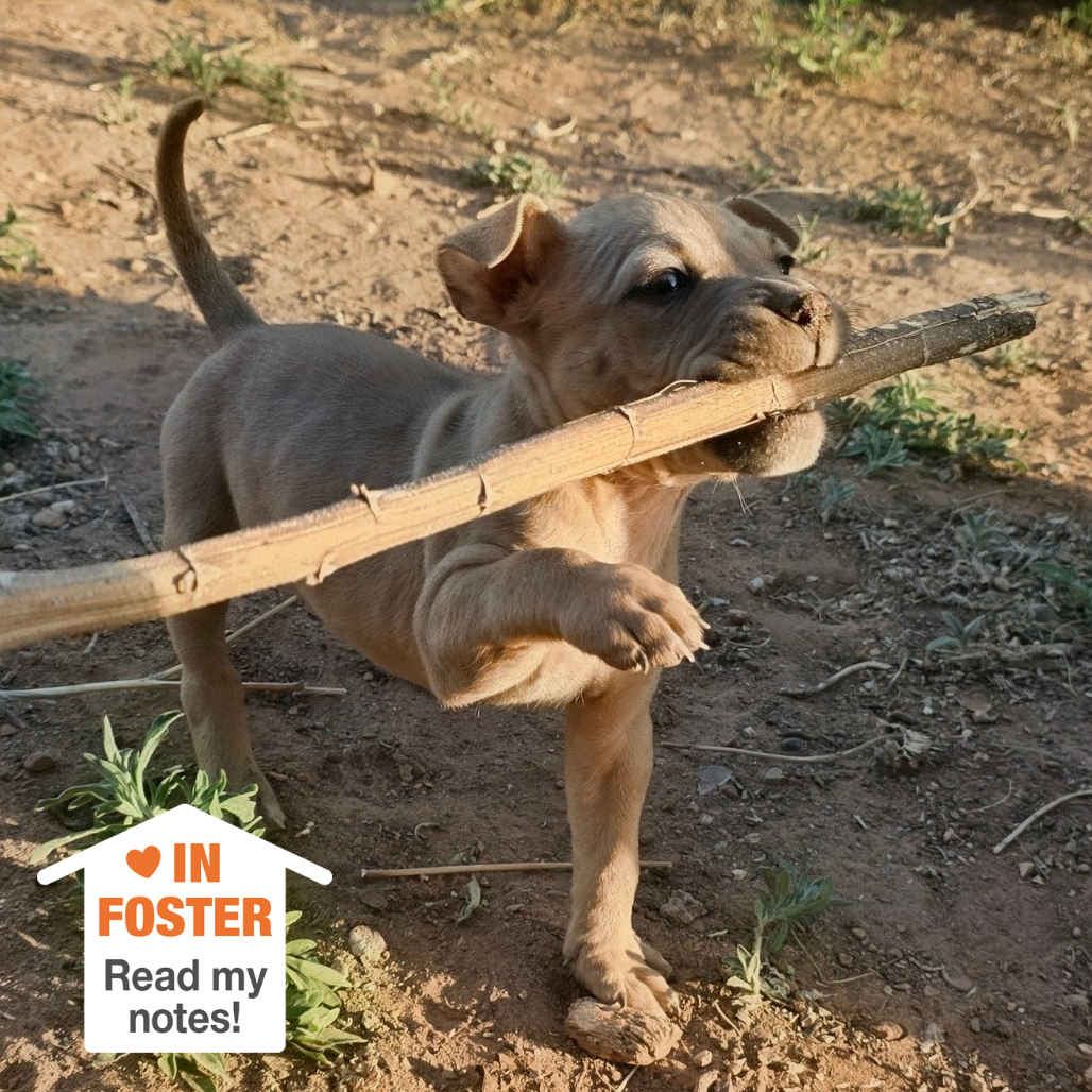 Hello my name is Sphinx