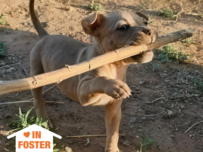 Hello my name is Sphinx