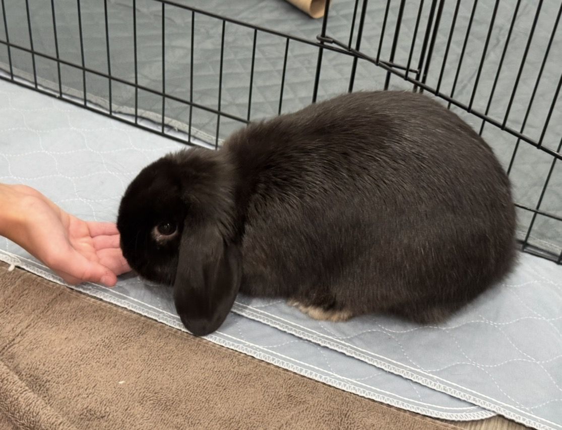 Sweet female Holland lop for sale