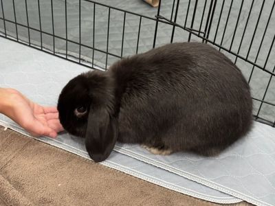 Sweet female Holland lop for sale