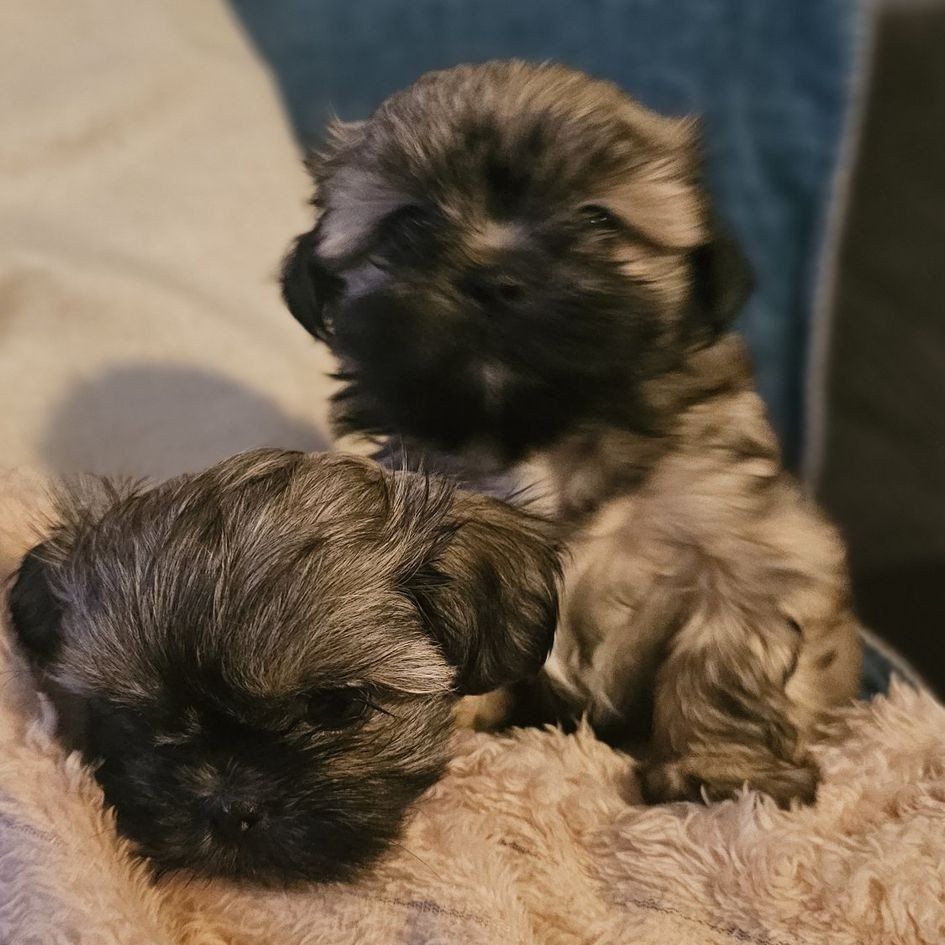 Adorable 8 weeks old Female Shih tzu puppies