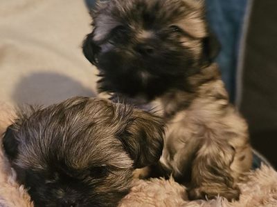 Adorable 8 weeks old Female Shih tzu puppies