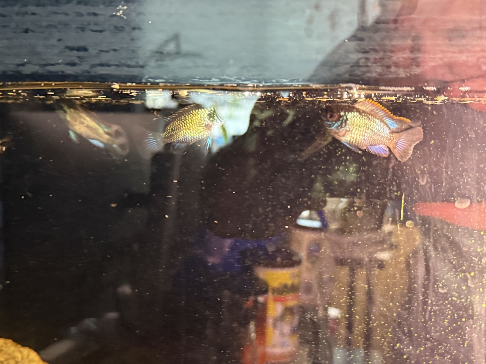 Electric Blue Acara Live Aquarium Fish