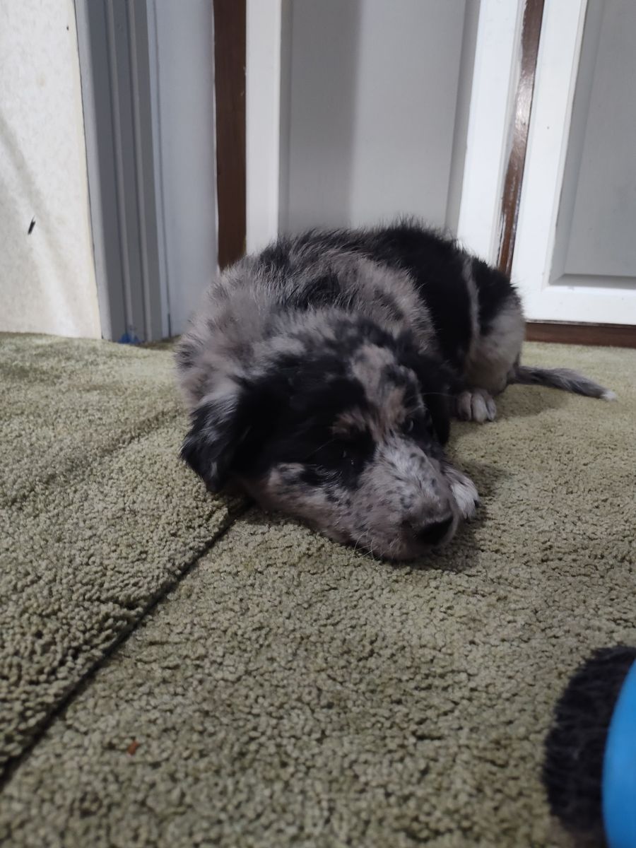 Austrian Shephard/Border Collie mix puppies