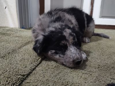 Austrian Shephard/Border Collie mix puppies