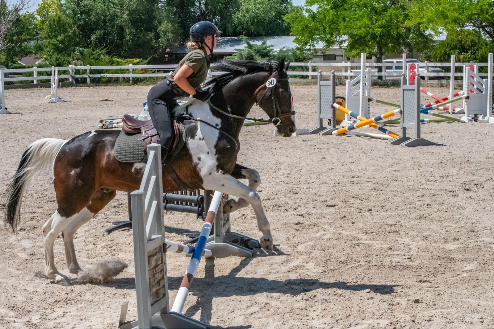 Warmblood 15year old Gelding