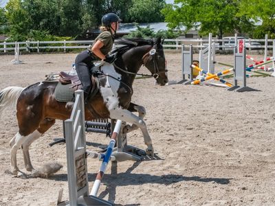 Warmblood 15year old Gelding