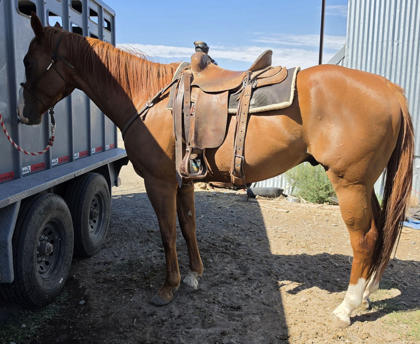 Aqha Registered Gentle Gelding