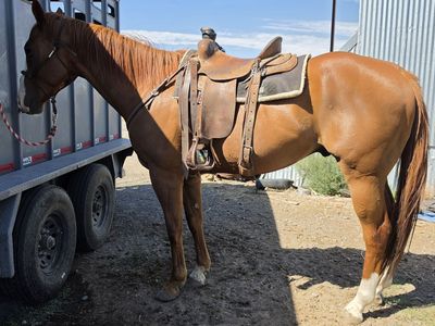 Aqha Registered Gentle Gelding