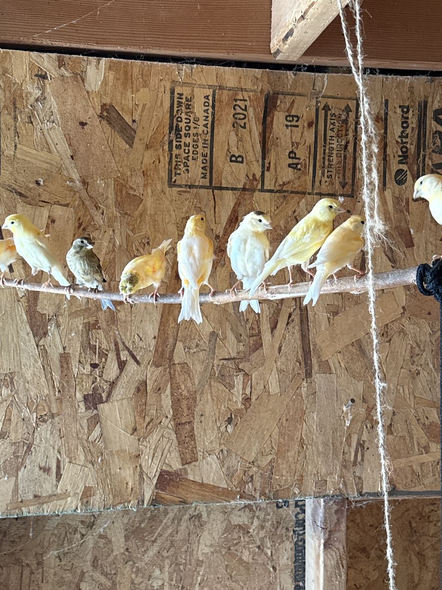 Canaries 