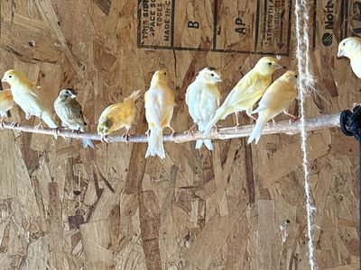 Canaries