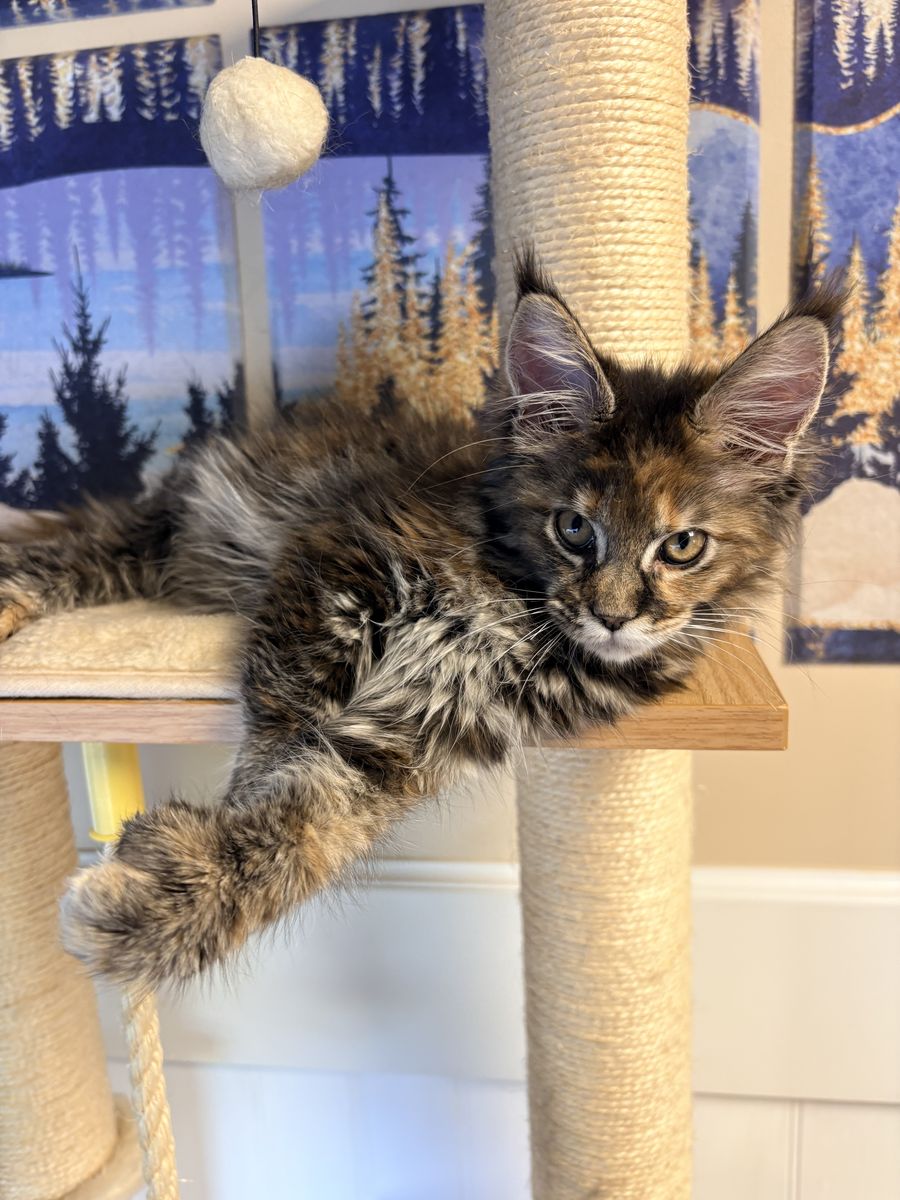 TICA registered European Maine coon kittens