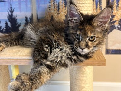 TICA registered European Maine coon kittens