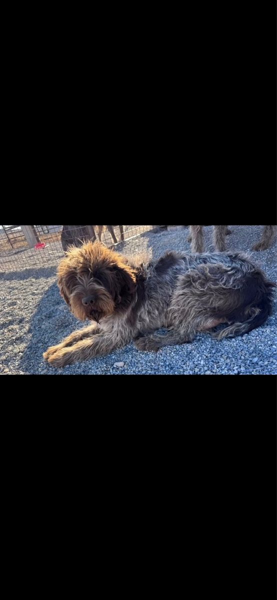 Wirehaired Pointing Griffon