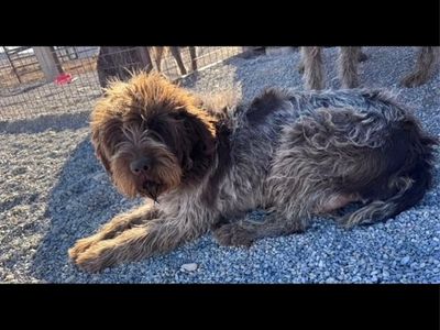 Wirehaired Pointing Griffon