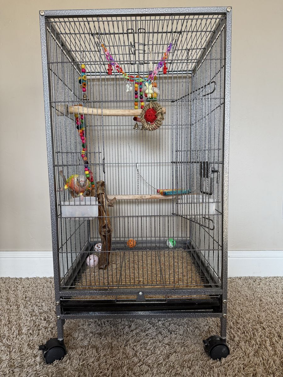 Young Green Cheek Conure and Supplies