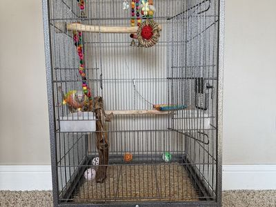 Young Green Cheek Conure and Supplies