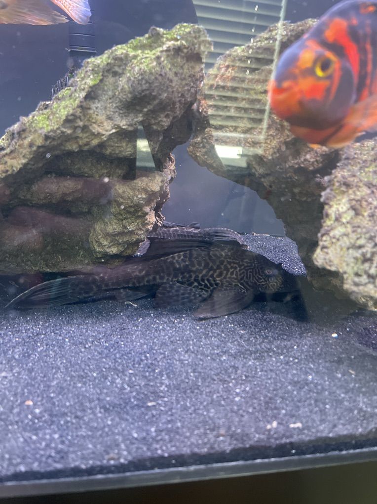 Plecos For Sale/Rehoming