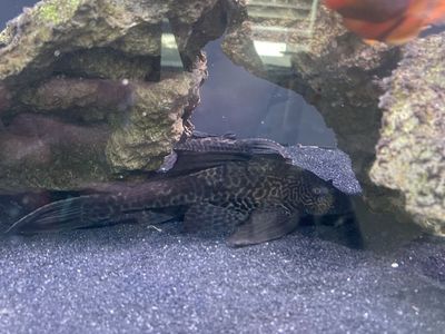 Plecos For Sale/Rehoming