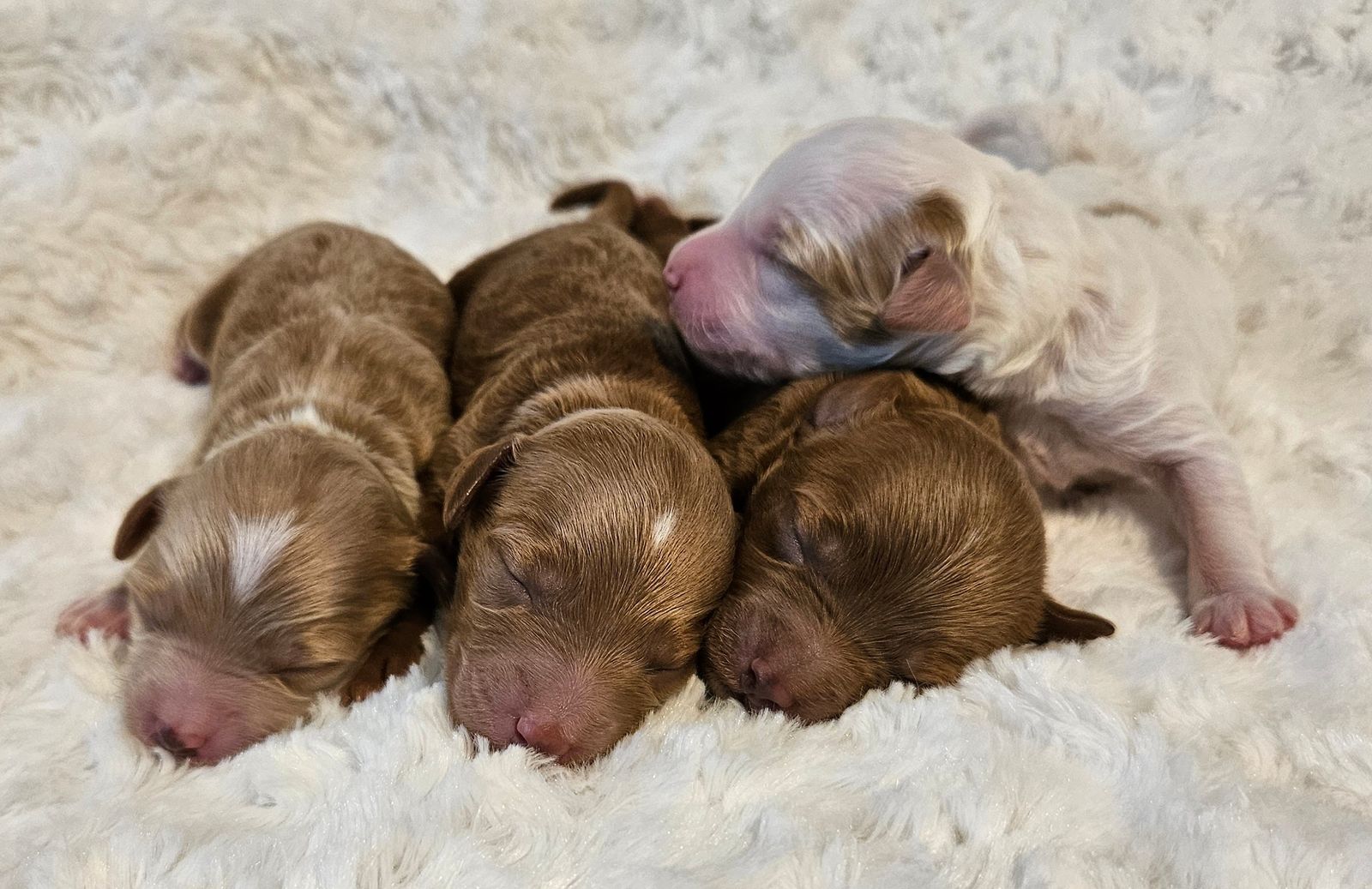 Mini goldendoodle puppies