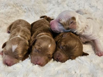 Mini goldendoodle puppies